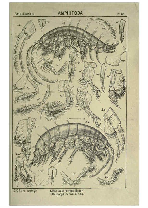 Reproducción/Reproduction 6195451792: An account of the Crustacea of Norway. v.1 Amphipoda (plates) Christiania,A. Cammermeyer,1895-1928
