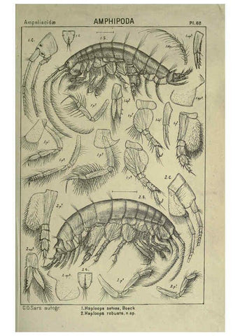 Reproducción/Reproduction 6195451792: An account of the Crustacea of Norway. v.1 Amphipoda (plates) Christiania,A. Cammermeyer,1895-1928