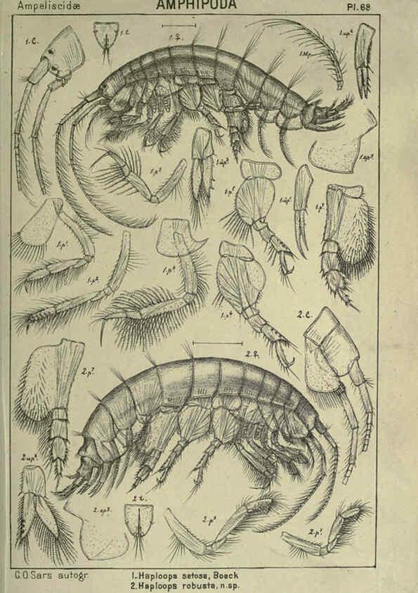 Reproducción/Reproduction 6195451792: An account of the Crustacea of Norway. v.1 Amphipoda (plates) Christiania,A. Cammermeyer,1895-1928