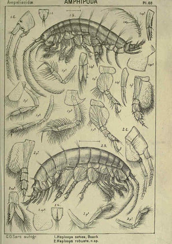 Reproducción/Reproduction 6195451792: An account of the Crustacea of Norway. v.1 Amphipoda (plates) Christiania,A. Cammermeyer,1895-1928