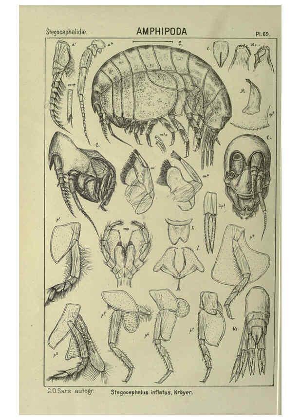 Reproducción/Reproduction 6194934889: An account of the Crustacea of Norway. v.1 Amphipoda (plates) Christiania,A. Cammermeyer,1895-1928