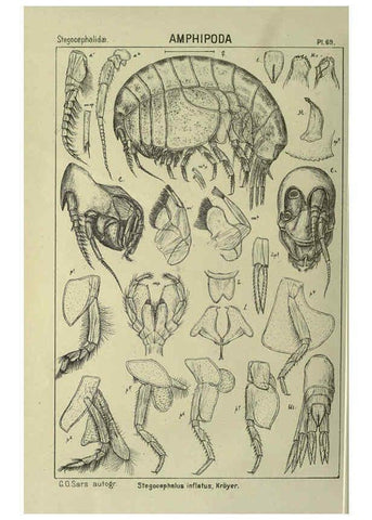 Reproducción/Reproduction 6194934889: An account of the Crustacea of Norway. v.1 Amphipoda (plates) Christiania,A. Cammermeyer,1895-1928