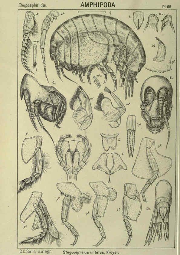 Reproducción/Reproduction 6194934889: An account of the Crustacea of Norway. v.1 Amphipoda (plates) Christiania,A. Cammermeyer,1895-1928