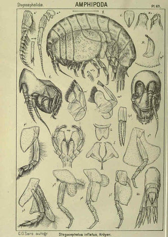 Reproducción/Reproduction 6194934889: An account of the Crustacea of Norway. v.1 Amphipoda (plates) Christiania,A. Cammermeyer,1895-1928