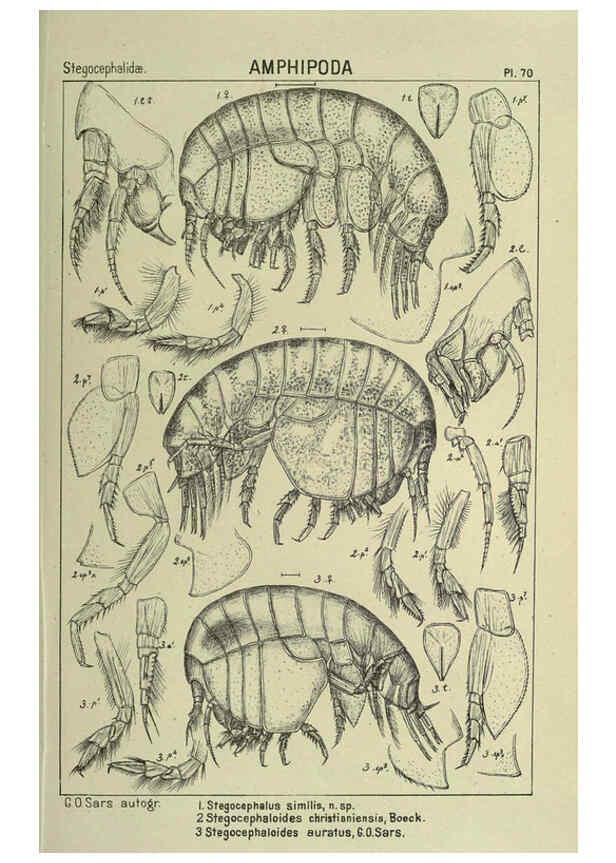 Reproducción/Reproduction 6194935183: An account of the Crustacea of Norway. v.1 Amphipoda (plates) Christiania,A. Cammermeyer,1895-1928