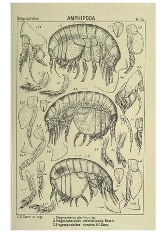 Reproducción/Reproduction 6194935183: An account of the Crustacea of Norway. v.1 Amphipoda (plates) Christiania,A. Cammermeyer,1895-1928