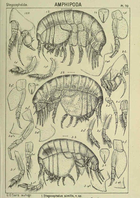 Reproducción/Reproduction 6194935183: An account of the Crustacea of Norway. v.1 Amphipoda (plates) Christiania,A. Cammermeyer,1895-1928