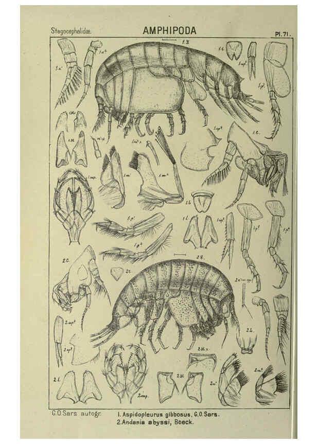 Reproducción/Reproduction 6195452532: An account of the Crustacea of Norway. v.1 Amphipoda (plates) Christiania,A. Cammermeyer,1895-1928