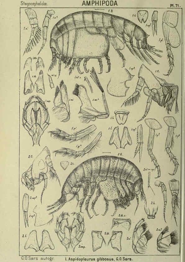 Reproducción/Reproduction 6195452532: An account of the Crustacea of Norway. v.1 Amphipoda (plates) Christiania,A. Cammermeyer,1895-1928