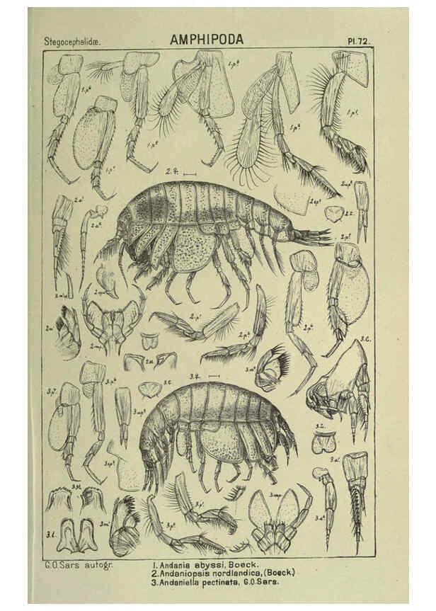 Reproducción/Reproduction 6194935681: An account of the Crustacea of Norway. v.1 Amphipoda (plates) Christiania,A. Cammermeyer,1895-1928