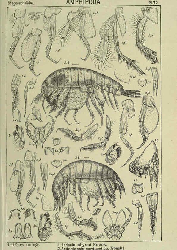 Reproducción/Reproduction 6194935681: An account of the Crustacea of Norway. v.1 Amphipoda (plates) Christiania,A. Cammermeyer,1895-1928
