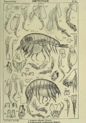 Reproducción/Reproduction 6194935681: An account of the Crustacea of Norway. v.1 Amphipoda (plates) Christiania,A. Cammermeyer,1895-1928