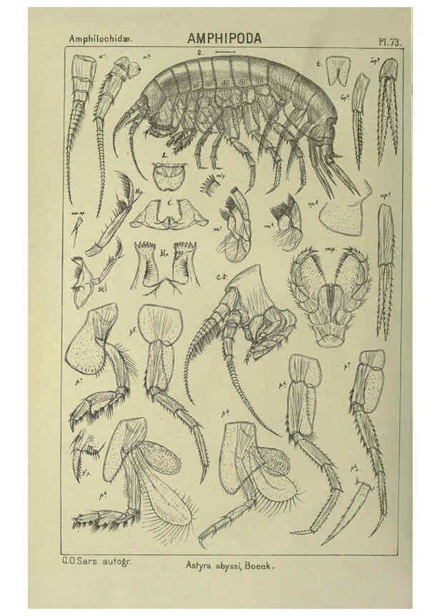 Reproducción/Reproduction 6194935869: An account of the Crustacea of Norway. v.1 Amphipoda (plates) Christiania,A. Cammermeyer,1895-1928