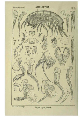 Reproducción/Reproduction 6194935869: An account of the Crustacea of Norway. v.1 Amphipoda (plates) Christiania,A. Cammermeyer,1895-1928