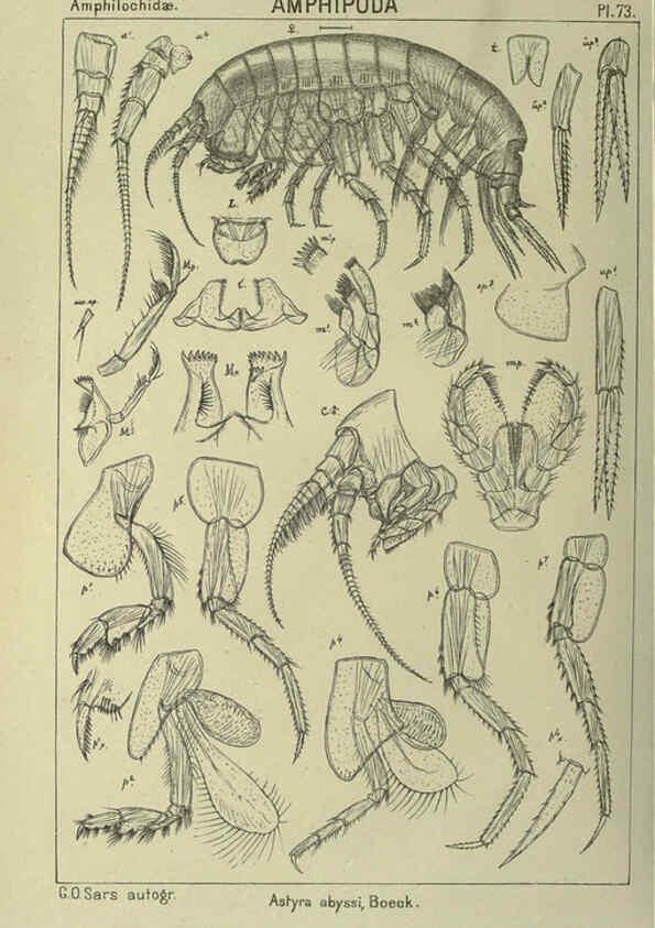 Reproducción/Reproduction 6194935869: An account of the Crustacea of Norway. v.1 Amphipoda (plates) Christiania,A. Cammermeyer,1895-1928