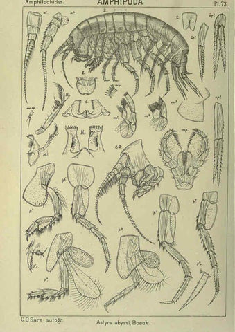 Reproducción/Reproduction 6194935869: An account of the Crustacea of Norway. v.1 Amphipoda (plates) Christiania,A. Cammermeyer,1895-1928