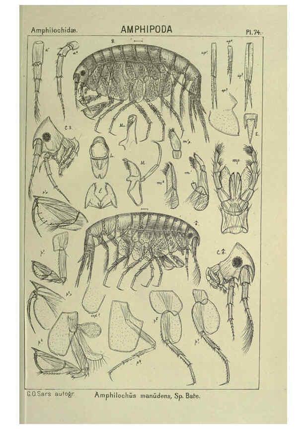 Reproducción/Reproduction 6195453240: An account of the Crustacea of Norway. v.1 Amphipoda (plates) Christiania,A. Cammermeyer,1895-1928