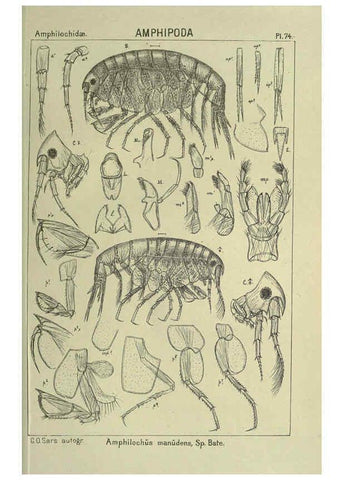Reproducción/Reproduction 6195453240: An account of the Crustacea of Norway. v.1 Amphipoda (plates) Christiania,A. Cammermeyer,1895-1928