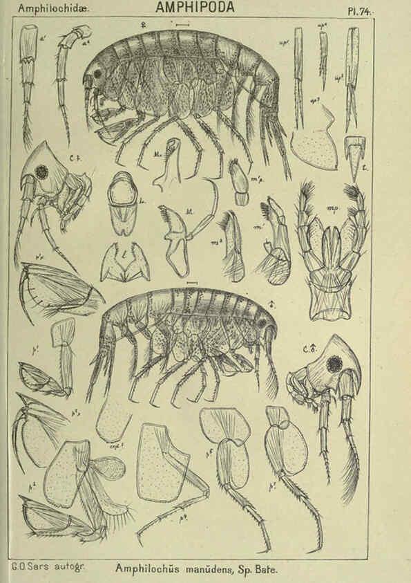 Reproducción/Reproduction 6195453240: An account of the Crustacea of Norway. v.1 Amphipoda (plates) Christiania,A. Cammermeyer,1895-1928