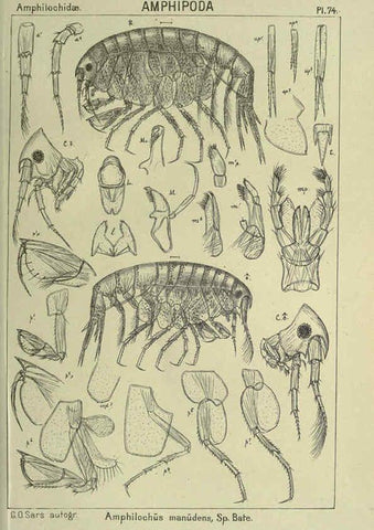 Reproducción/Reproduction 6195453240: An account of the Crustacea of Norway. v.1 Amphipoda (plates) Christiania,A. Cammermeyer,1895-1928