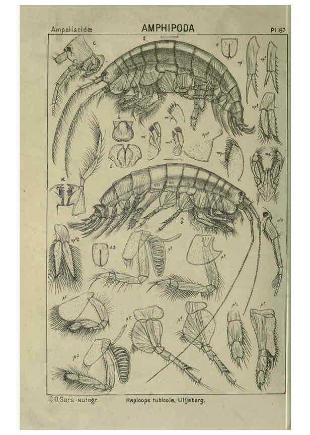 Reproducción/Reproduction 6194934453: An account of the Crustacea of Norway. v.1 Amphipoda (plates) Christiania,A. Cammermeyer,1895-1928
