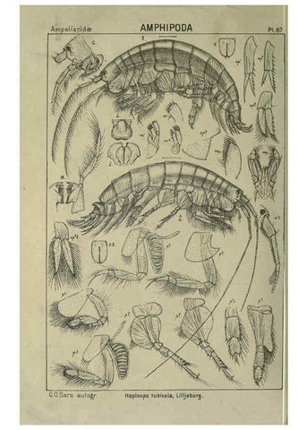 Reproducción/Reproduction 6194934453: An account of the Crustacea of Norway. v.1 Amphipoda (plates) Christiania,A. Cammermeyer,1895-1928