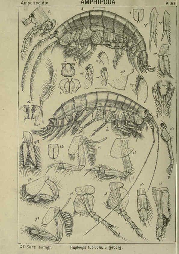Reproducción/Reproduction 6194934453: An account of the Crustacea of Norway. v.1 Amphipoda (plates) Christiania,A. Cammermeyer,1895-1928