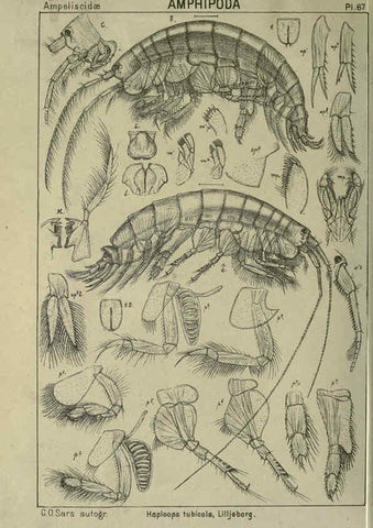 Reproducción/Reproduction 6194934453: An account of the Crustacea of Norway. v.1 Amphipoda (plates) Christiania,A. Cammermeyer,1895-1928