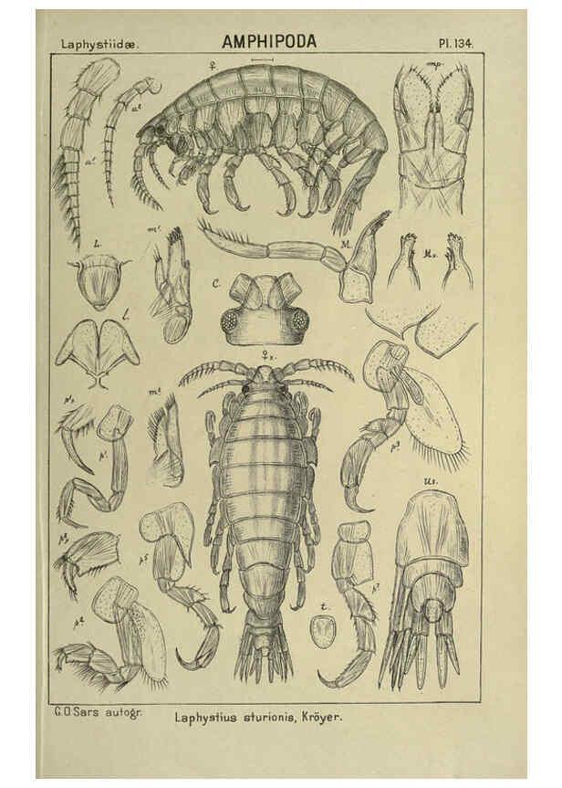 Reproducción/Reproduction 6195465974: An account of the Crustacea of Norway. v.1 Amphipoda (plates) Christiania,A. Cammermeyer,1895-1928