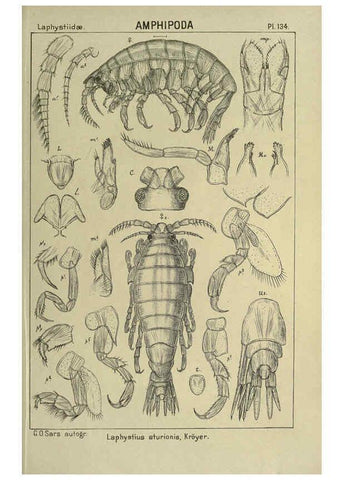Reproducción/Reproduction 6195465974: An account of the Crustacea of Norway. v.1 Amphipoda (plates) Christiania,A. Cammermeyer,1895-1928