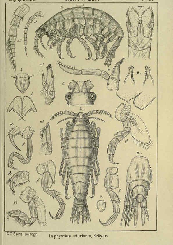 Reproducción/Reproduction 6195465974: An account of the Crustacea of Norway. v.1 Amphipoda (plates) Christiania,A. Cammermeyer,1895-1928