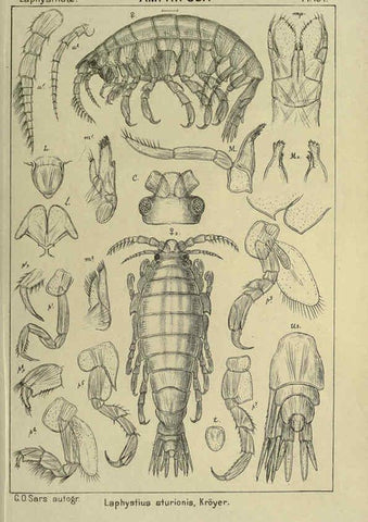 Reproducción/Reproduction 6195465974: An account of the Crustacea of Norway. v.1 Amphipoda (plates) Christiania,A. Cammermeyer,1895-1928