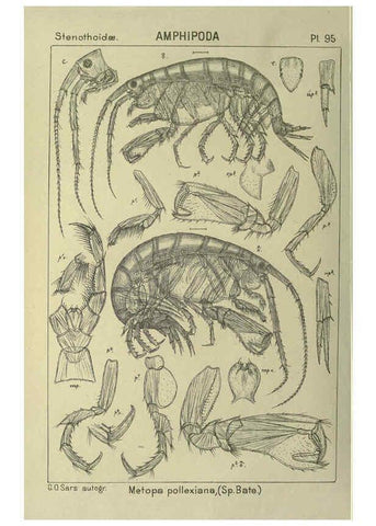 Reproducción/Reproduction 6195457500: An account of the Crustacea of Norway. v.1 Amphipoda (plates) Christiania,A. Cammermeyer,1895-1928