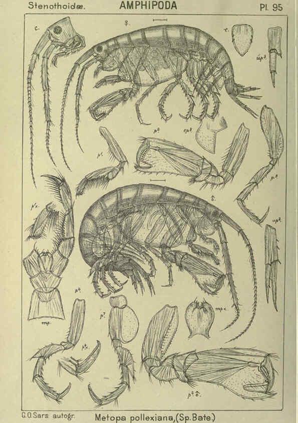 Reproducción/Reproduction 6195457500: An account of the Crustacea of Norway. v.1 Amphipoda (plates) Christiania,A. Cammermeyer,1895-1928