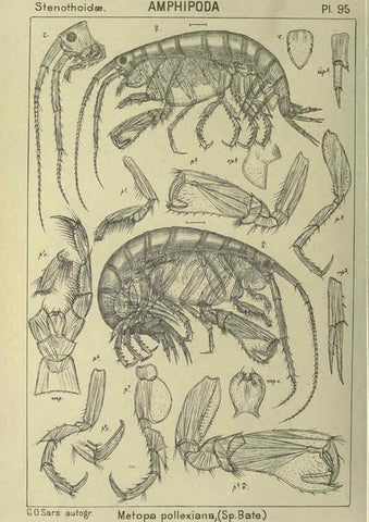 Reproducción/Reproduction 6195457500: An account of the Crustacea of Norway. v.1 Amphipoda (plates) Christiania,A. Cammermeyer,1895-1928