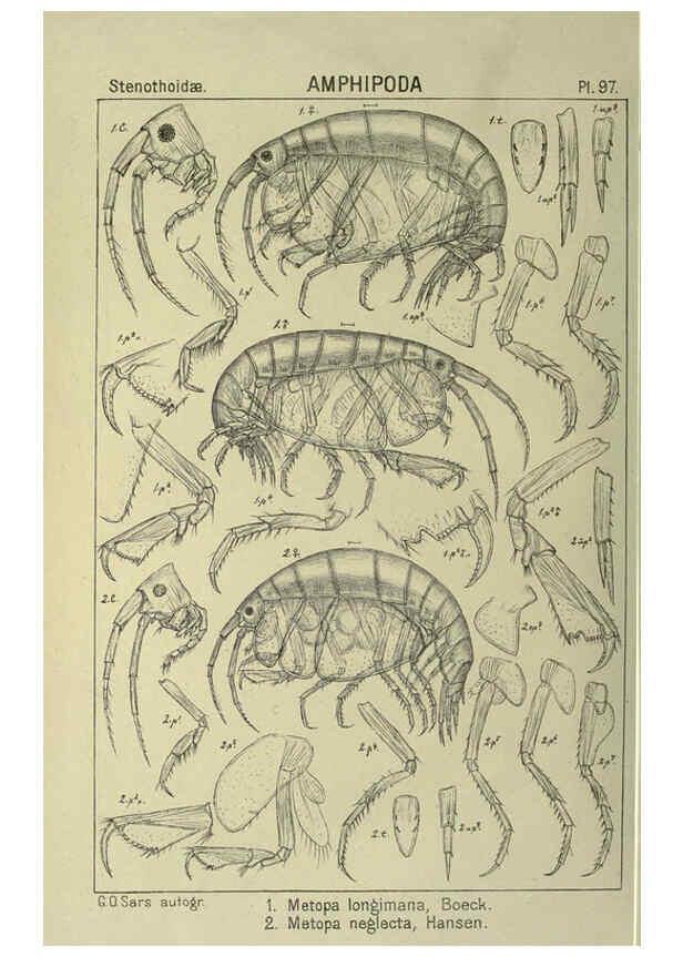 Reproducción/Reproduction 6194940681: An account of the Crustacea of Norway. v.1 Amphipoda (plates) Christiania,A. Cammermeyer,1895-1928