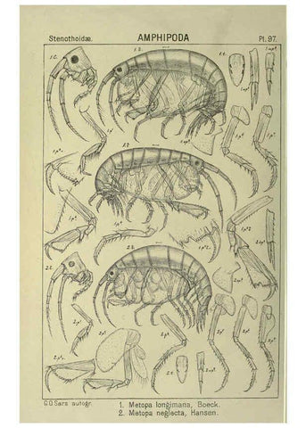 Reproducción/Reproduction 6194940681: An account of the Crustacea of Norway. v.1 Amphipoda (plates) Christiania,A. Cammermeyer,1895-1928