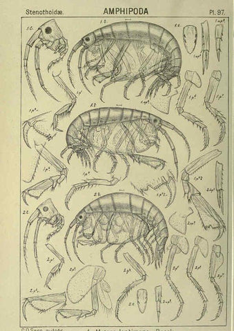 Reproducción/Reproduction 6194940681: An account of the Crustacea of Norway. v.1 Amphipoda (plates) Christiania,A. Cammermeyer,1895-1928