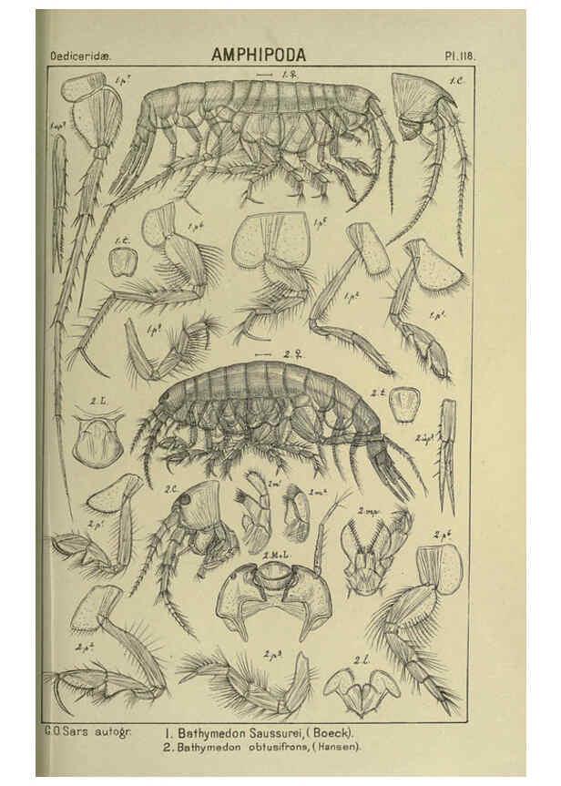 Reproducción/Reproduction 6194944917: An account of the Crustacea of Norway. v.1 Amphipoda (plates) Christiania,A. Cammermeyer,1895-1928