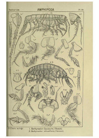 Reproducción/Reproduction 6194944917: An account of the Crustacea of Norway. v.1 Amphipoda (plates) Christiania,A. Cammermeyer,1895-1928