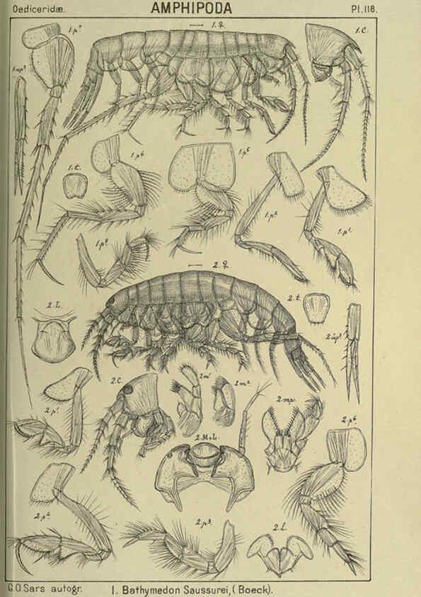 Reproducción/Reproduction 6194944917: An account of the Crustacea of Norway. v.1 Amphipoda (plates) Christiania,A. Cammermeyer,1895-1928