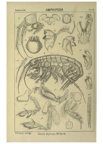 Reproducción/Reproduction 6194945105: An account of the Crustacea of Norway. v.1 Amphipoda (plates) Christiania,A. Cammermeyer,1895-1928
