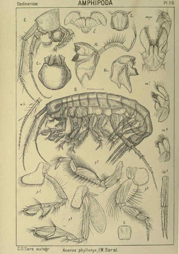 Reproducción/Reproduction 6194945105: An account of the Crustacea of Norway. v.1 Amphipoda (plates) Christiania,A. Cammermeyer,1895-1928
