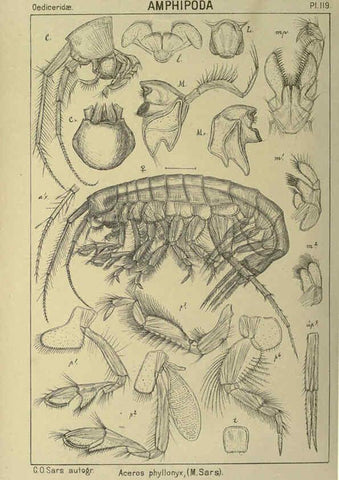 Reproducción/Reproduction 6194945105: An account of the Crustacea of Norway. v.1 Amphipoda (plates) Christiania,A. Cammermeyer,1895-1928