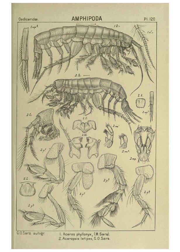 Reproducción/Reproduction 6194945405: An account of the Crustacea of Norway. v.1 Amphipoda (plates) Christiania,A. Cammermeyer,1895-1928