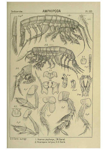 Reproducción/Reproduction 6194945405: An account of the Crustacea of Norway. v.1 Amphipoda (plates) Christiania,A. Cammermeyer,1895-1928