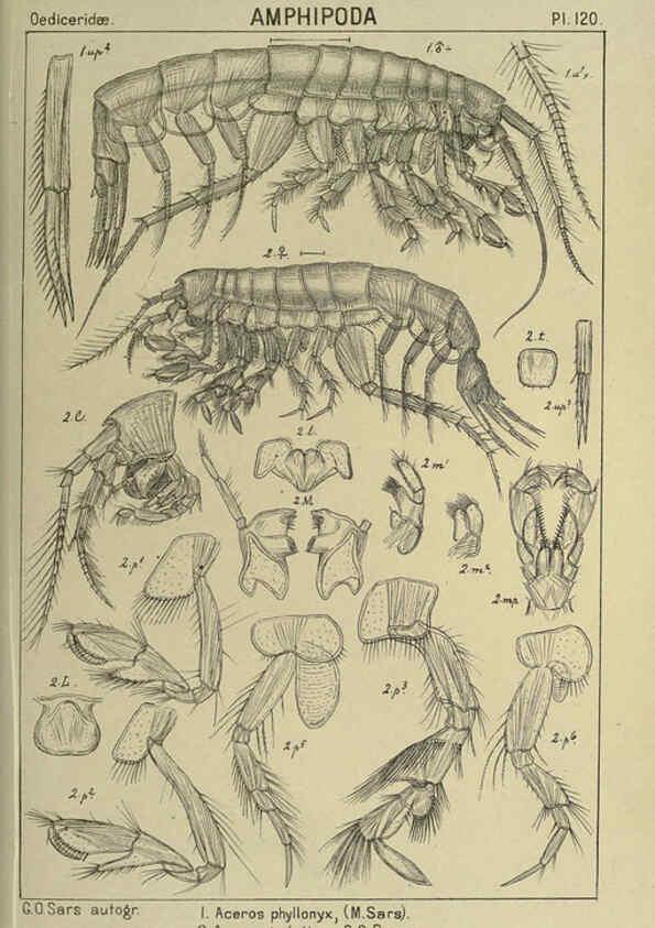Reproducción/Reproduction 6194945405: An account of the Crustacea of Norway. v.1 Amphipoda (plates) Christiania,A. Cammermeyer,1895-1928