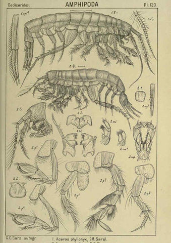 Reproducción/Reproduction 6194945405: An account of the Crustacea of Norway. v.1 Amphipoda (plates) Christiania,A. Cammermeyer,1895-1928