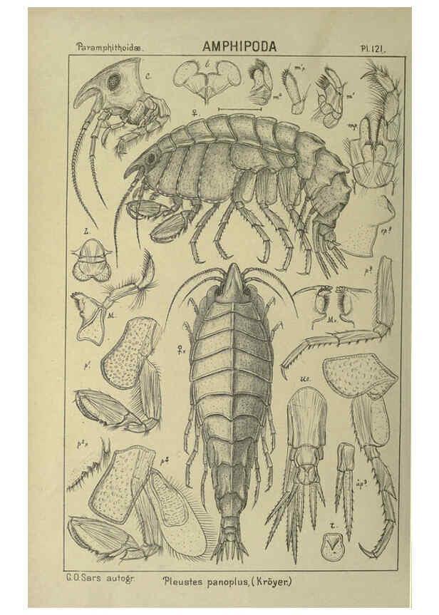Reproducción/Reproduction 6194945575: An account of the Crustacea of Norway. v.1 Amphipoda (plates) Christiania,A. Cammermeyer,1895-1928