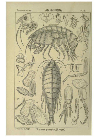 Reproducción/Reproduction 6194945575: An account of the Crustacea of Norway. v.1 Amphipoda (plates) Christiania,A. Cammermeyer,1895-1928